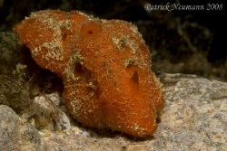 another strange nudi from Anilao, philippines..sorry, hop... by Patrick Neumann 